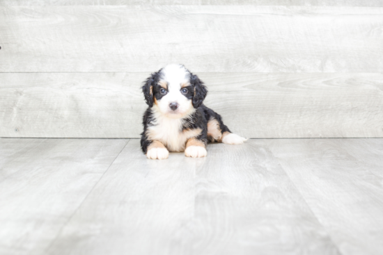 Funny Mini Bernedoodle Poodle Mix Pup