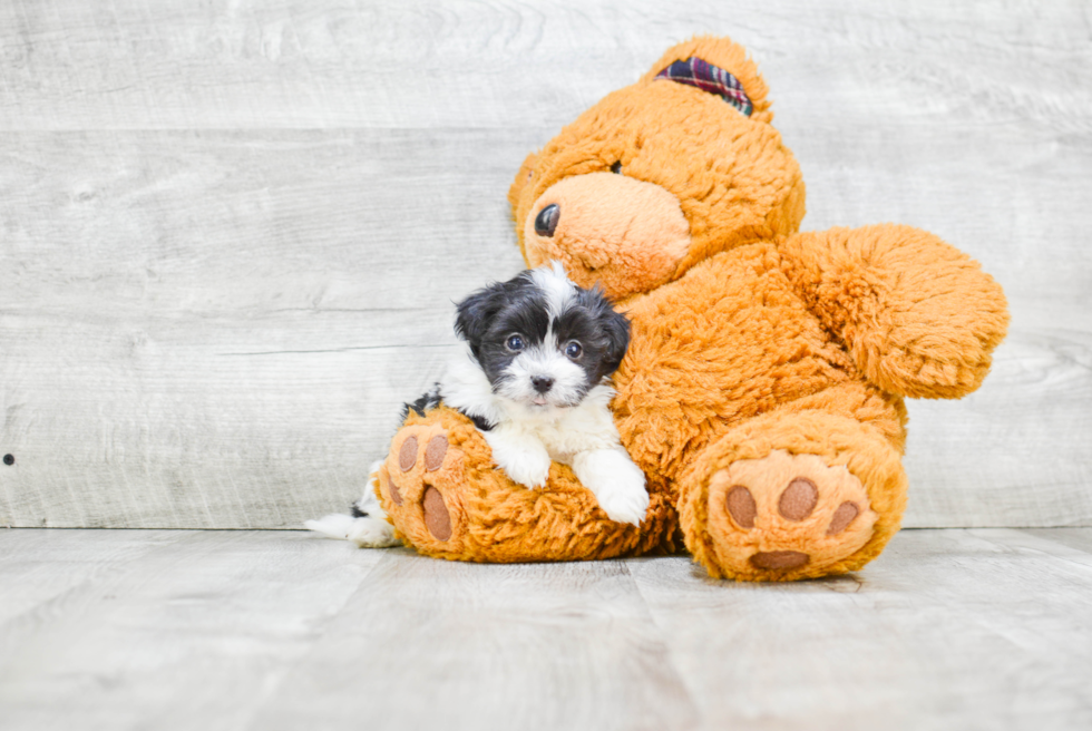 Small Havanese Baby