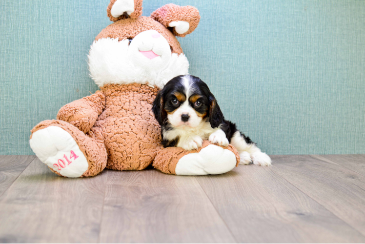 Cavalier King Charles Spaniel Puppy for Adoption