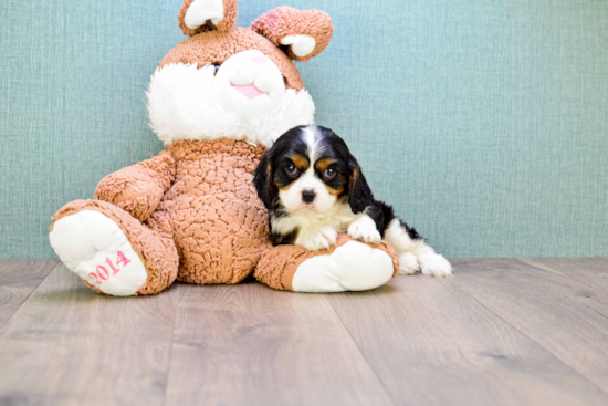 Cavalier King Charles Spaniel Puppy for Adoption