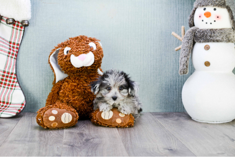 Sweet Mini Aussiedoodle Baby