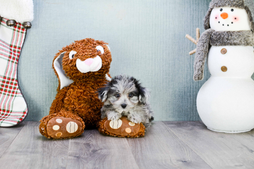 Sweet Mini Aussiedoodle Baby