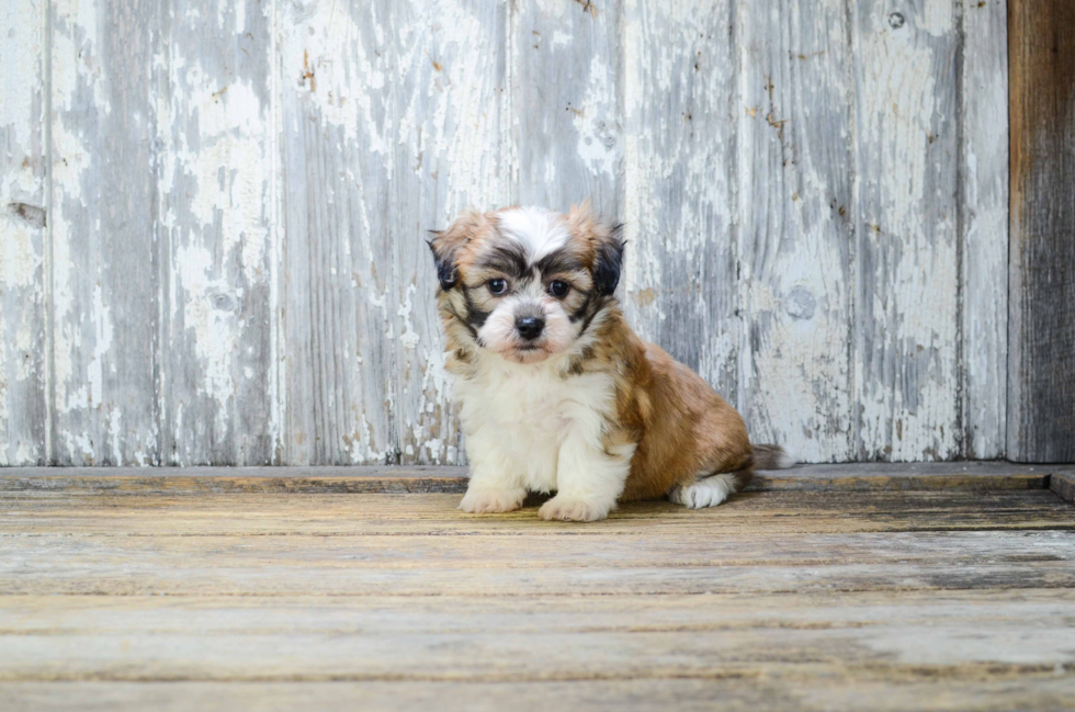 Teddy Bear Puppy for Adoption