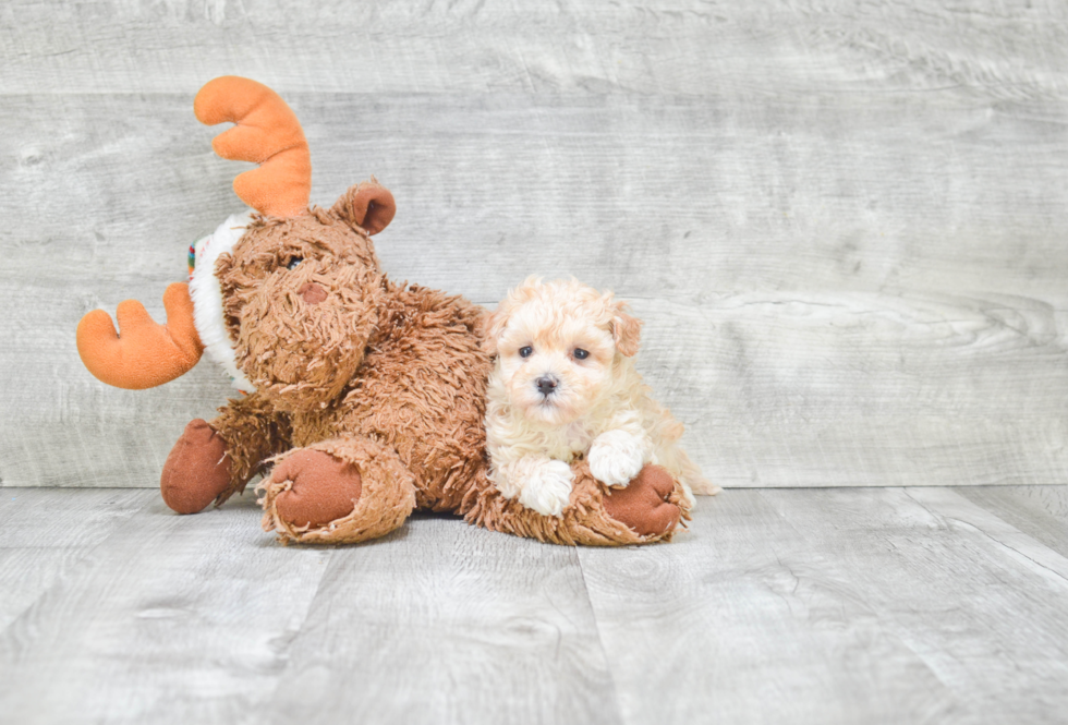 Friendly Maltipoo Baby