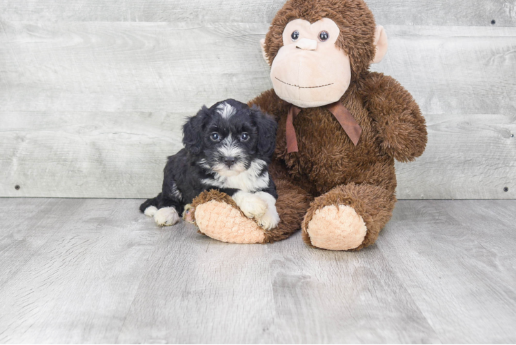 Best Mini Bernedoodle Baby