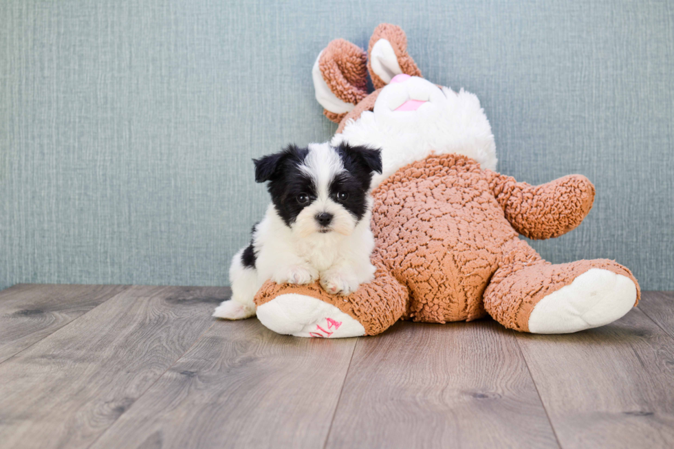 Playful Yorkie Designer Puppy