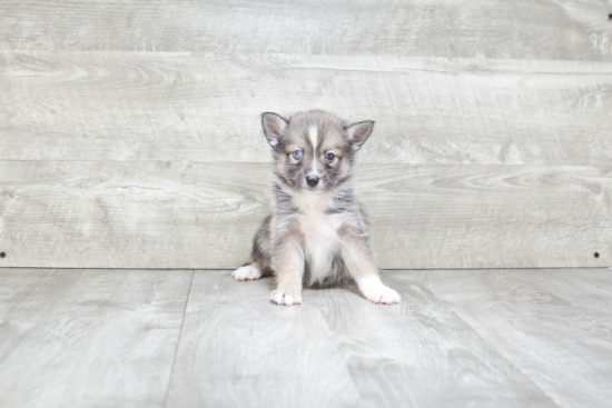 Pomsky Puppy for Adoption