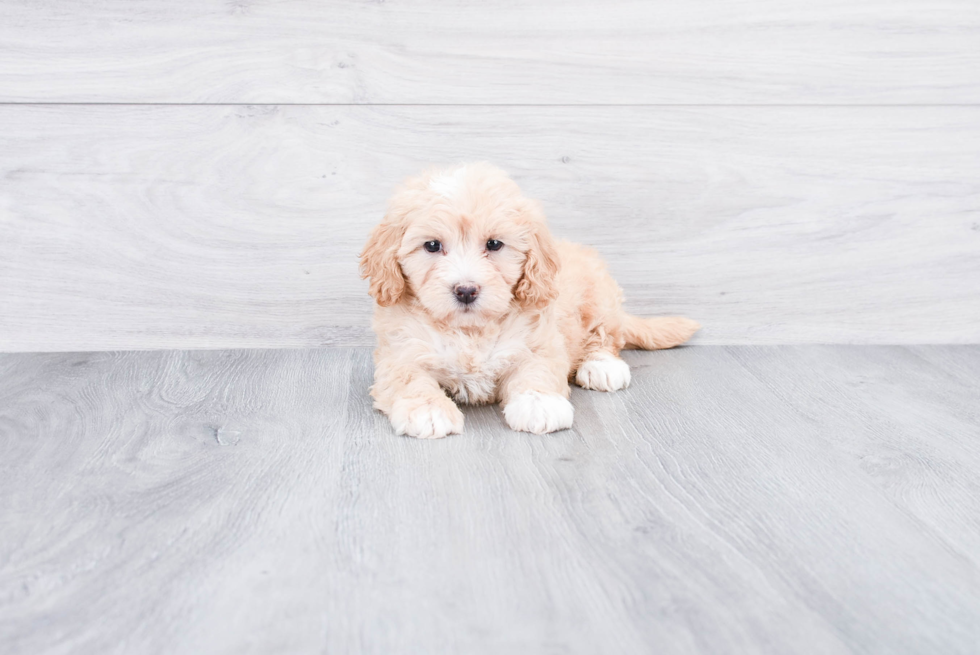 Fluffy Mini Goldendoodle Poodle Mix Pup