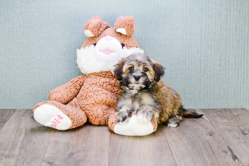 Akc Registered Havanese Baby