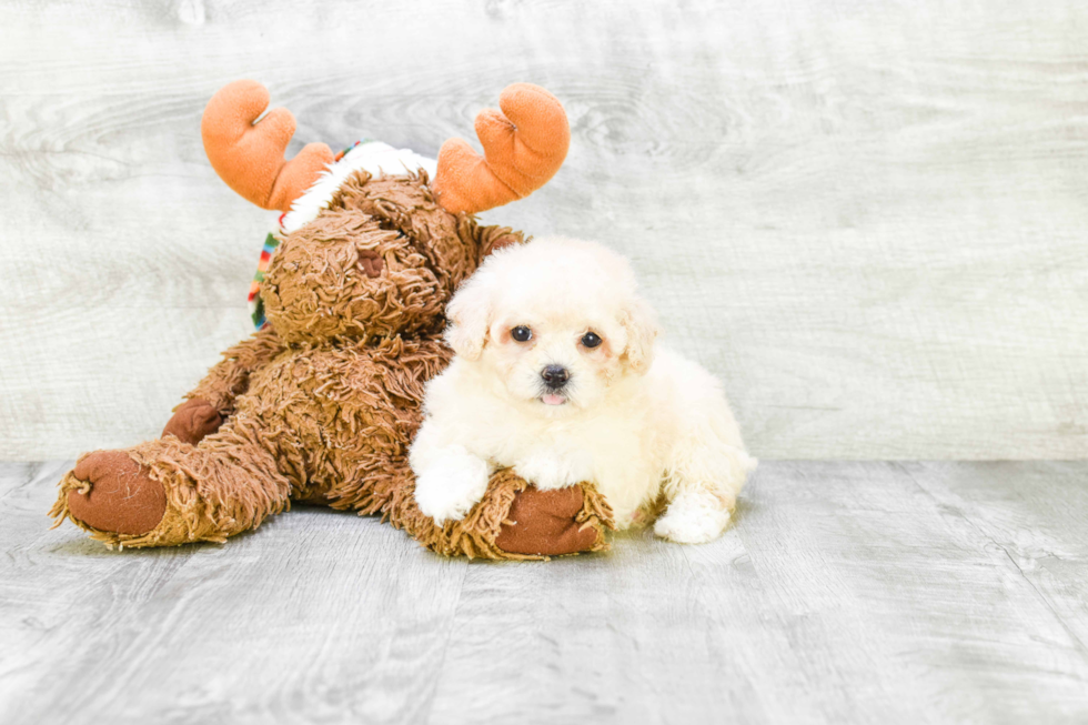 Popular Maltipoo Poodle Mix Pup