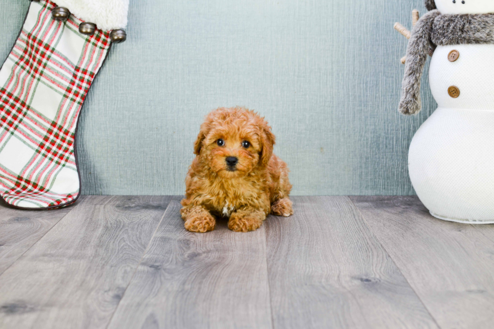 Little Cavoodle Poodle Mix Puppy