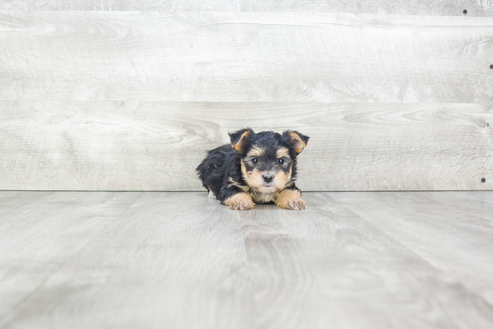 Energetic Yorkie Designer Puppy