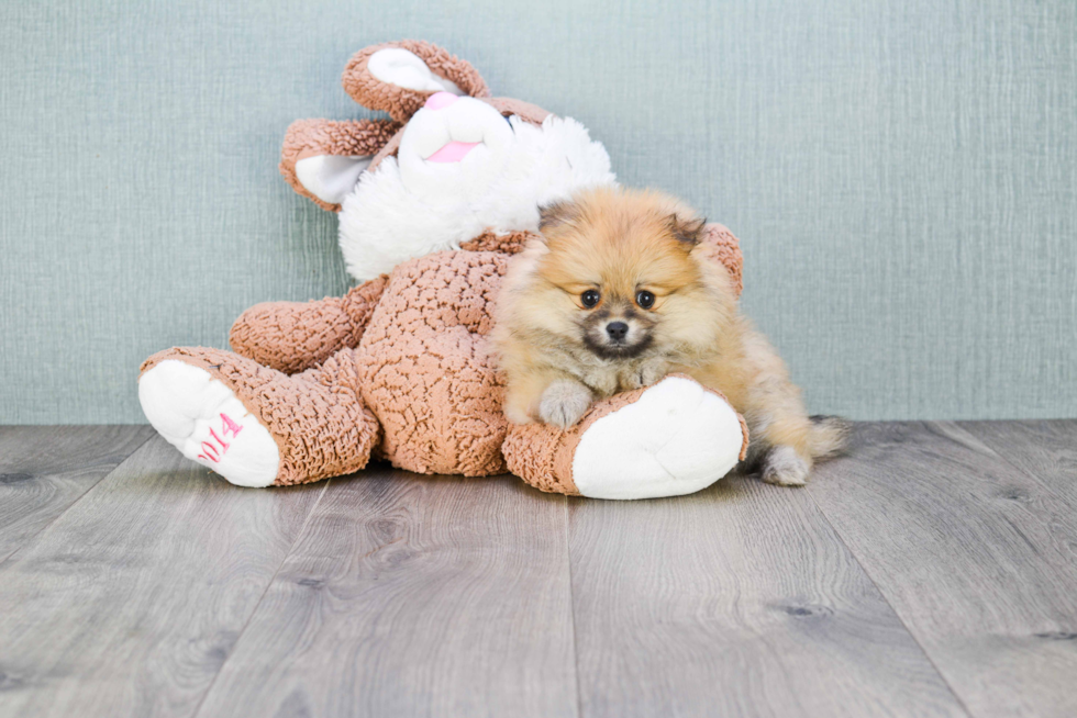 Hypoallergenic Pomeranian Purebred Pup