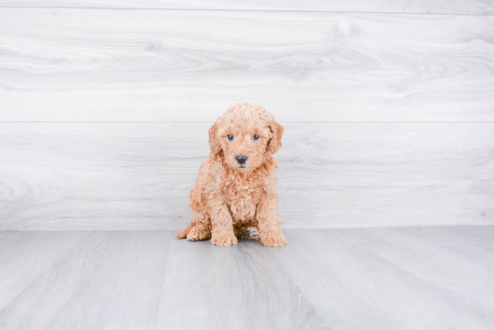 Best Mini Goldendoodle Baby