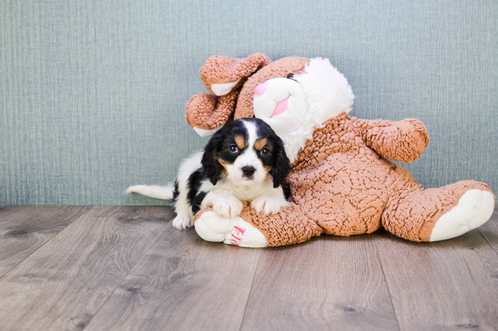 Happy Cavalier King Charles Spaniel Purebred Puppy