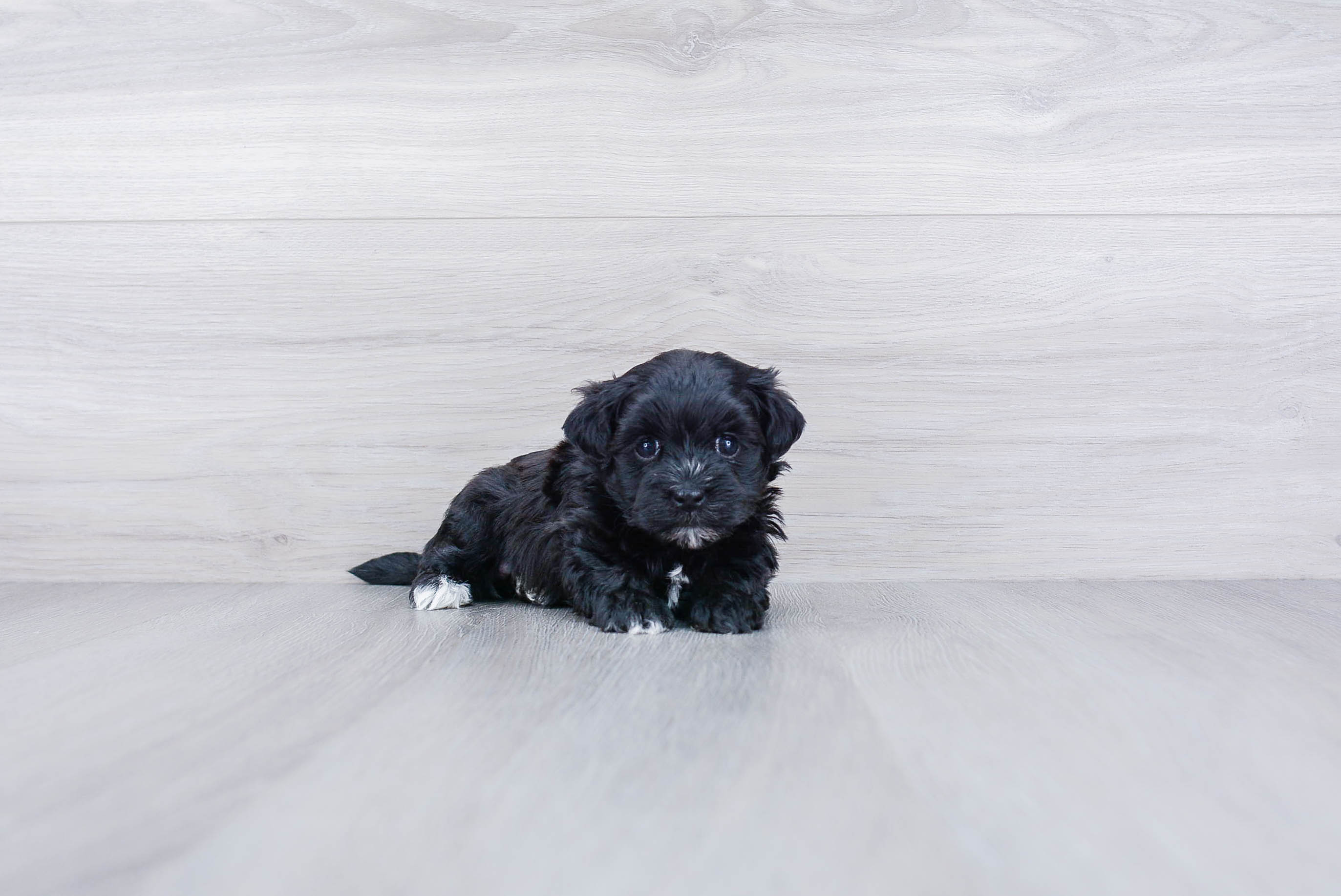 Popular Morkie Designer Pup