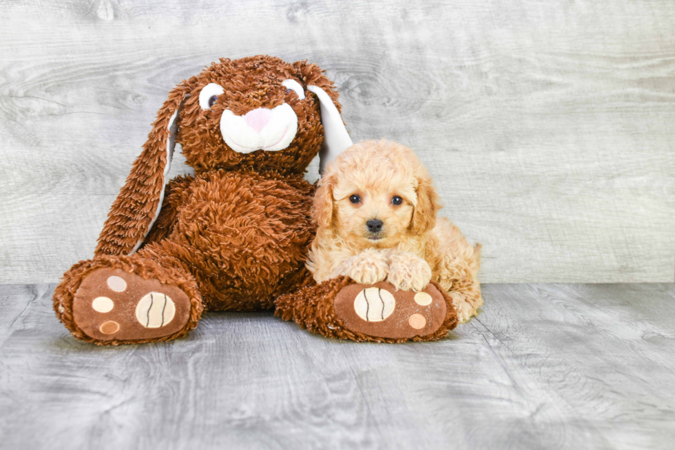 Energetic Cavoodle Poodle Mix Puppy