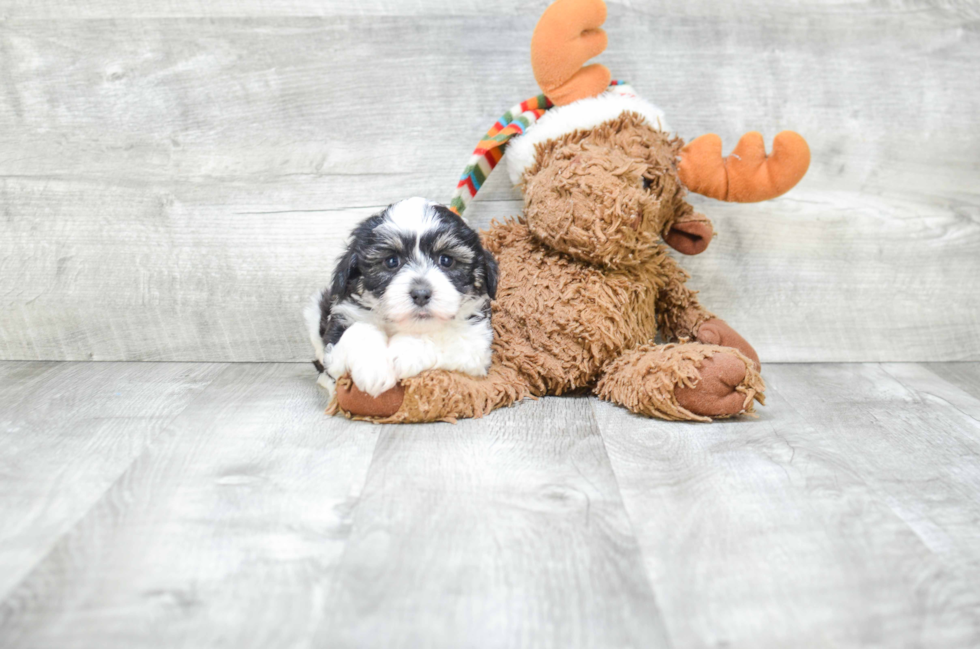 Havanese Pup Being Cute