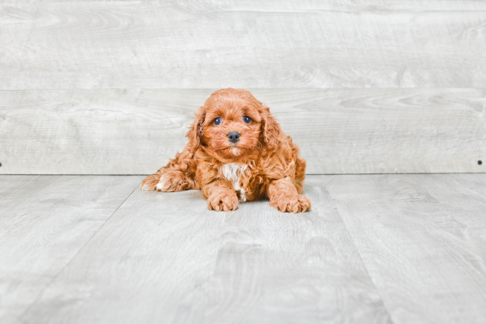 Small Cavapoo Baby