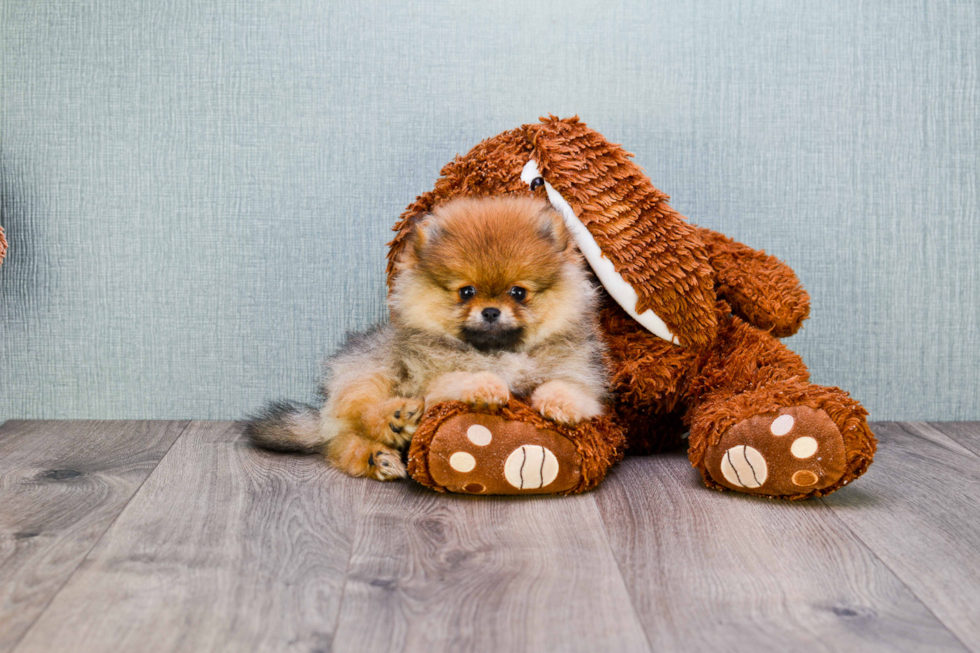 Cute Pomeranian Purebred Puppy