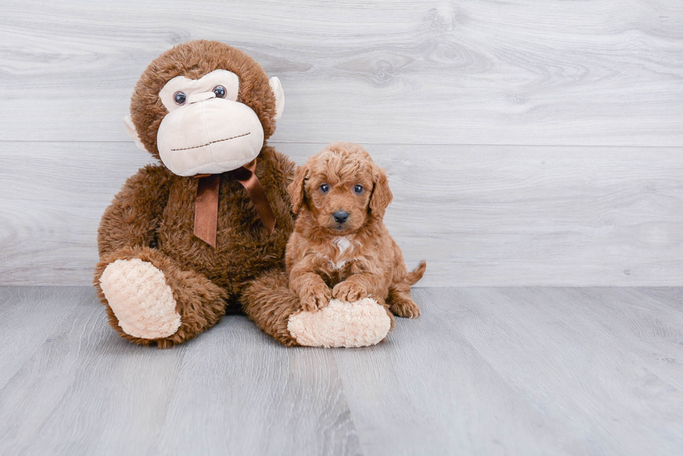 Mini Goldendoodle Puppy for Adoption