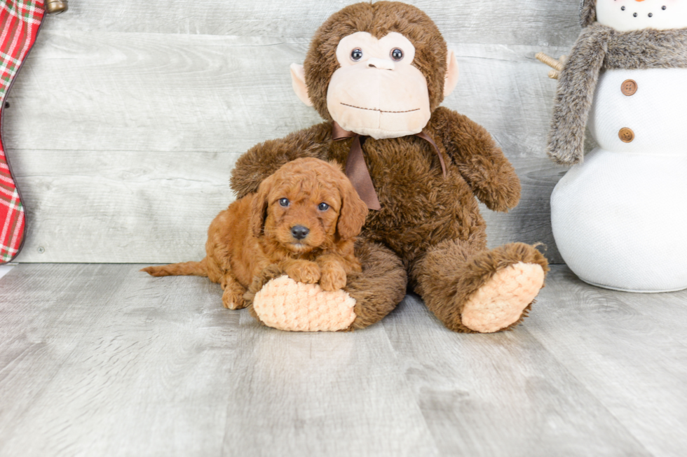 Friendly Mini Goldendoodle Baby