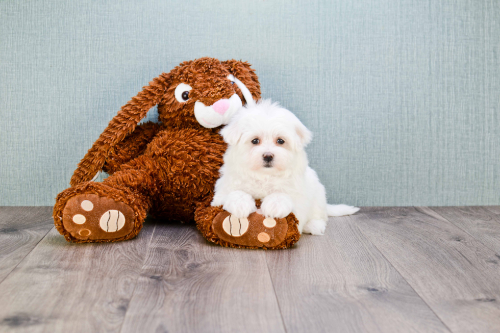 Cute Maltipoo Baby