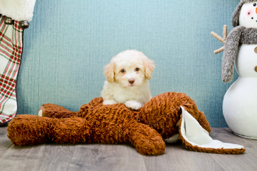 Best Maltipoo Baby