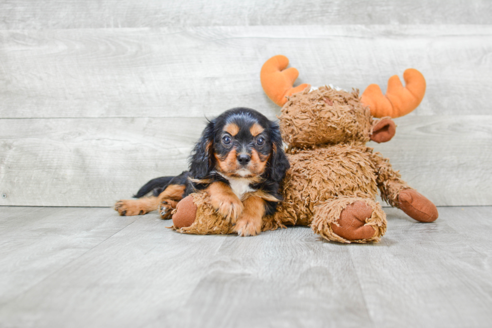 Petite Cavalier King Charles Spaniel Purebred Puppy