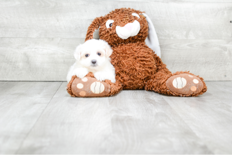 Maltipoo Puppy for Adoption