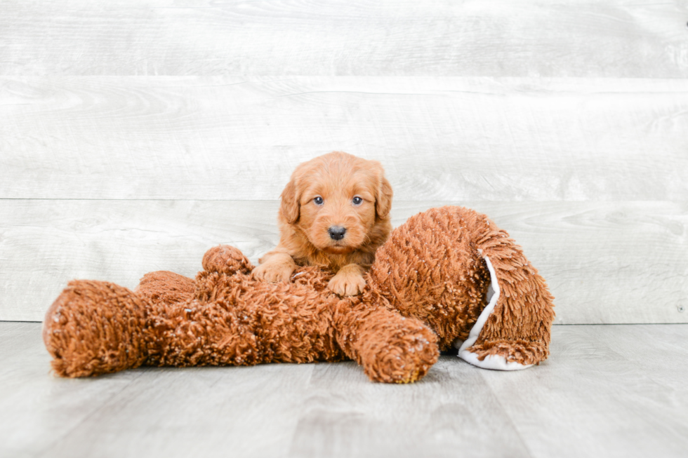 Mini Goldendoodle Pup Being Cute