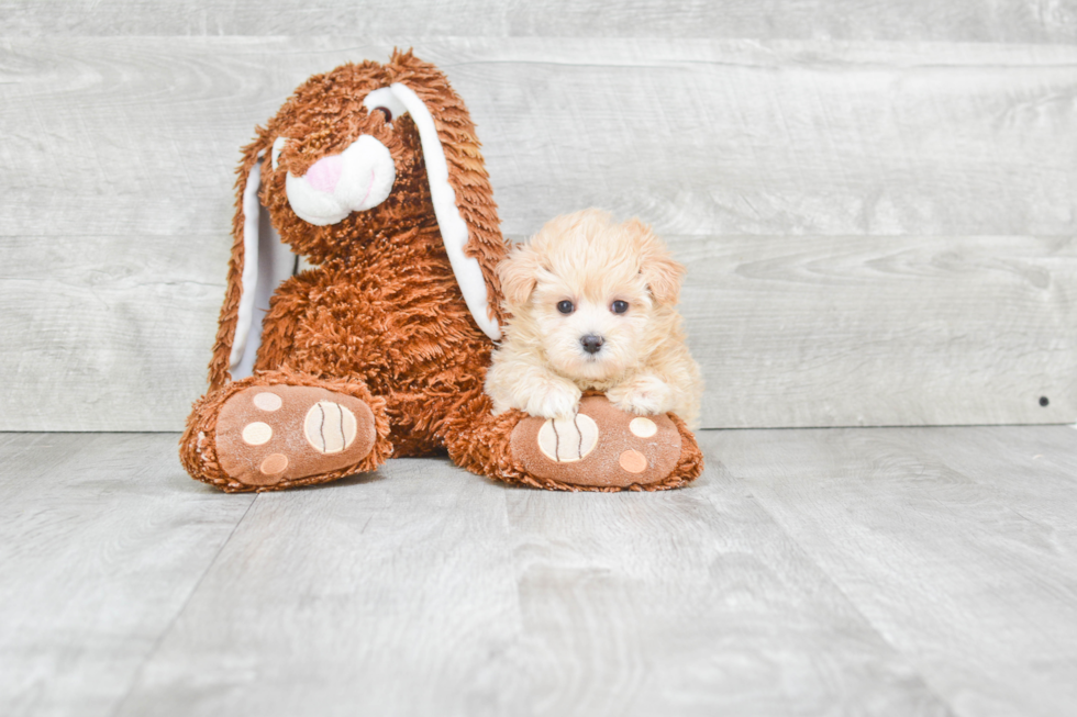 Maltipoo Puppy for Adoption