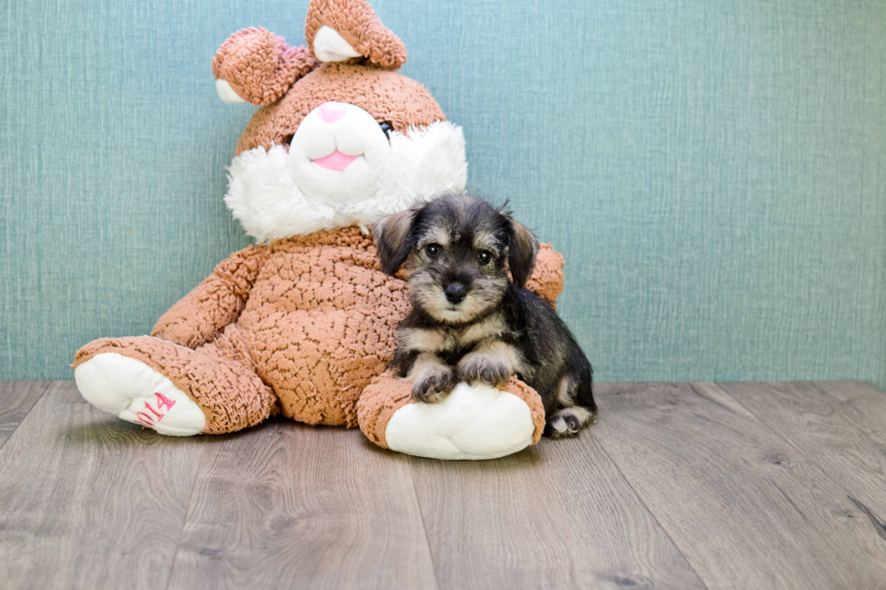 Cute Mini Schnauzer Mix Pup