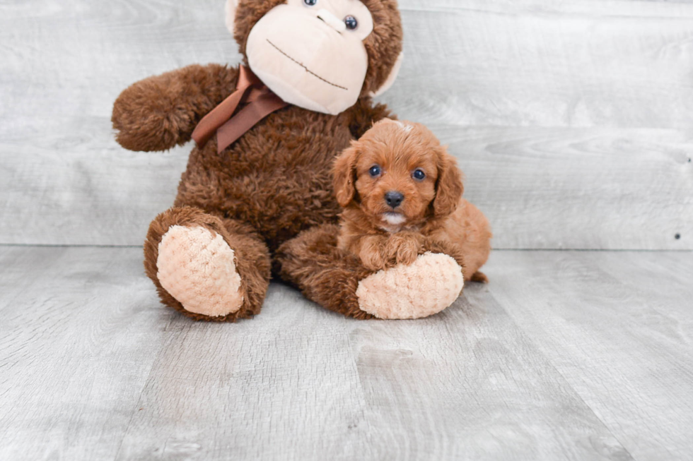 Little Cavoodle Poodle Mix Puppy