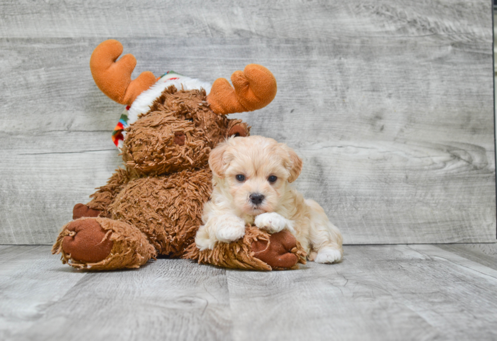 Friendly Maltipoo Baby