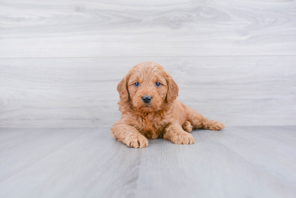 Mini Goldendoodle Pup Being Cute