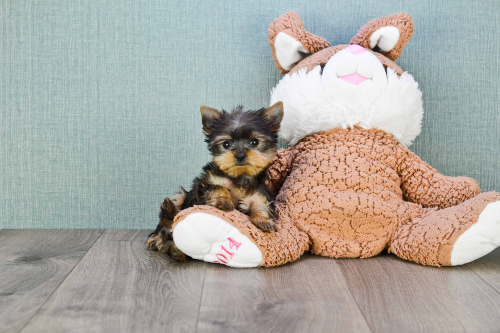 Meet Twinkle - our Yorkshire Terrier Puppy Photo 