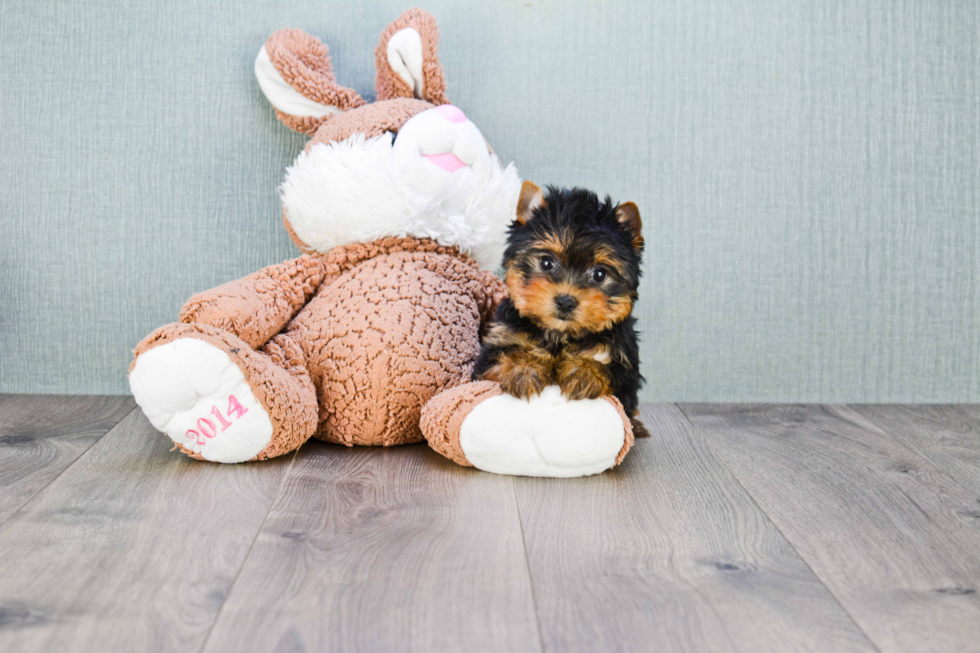 Meet Giselle - our Yorkshire Terrier Puppy Photo 