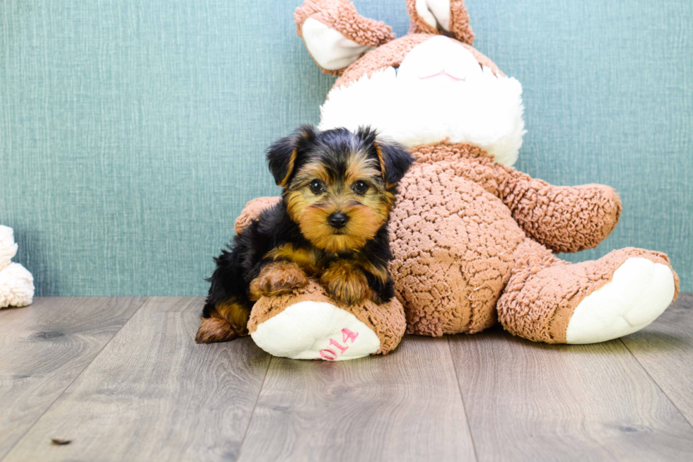 Meet  Teacup-Timmy - our Yorkshire Terrier Puppy Photo 