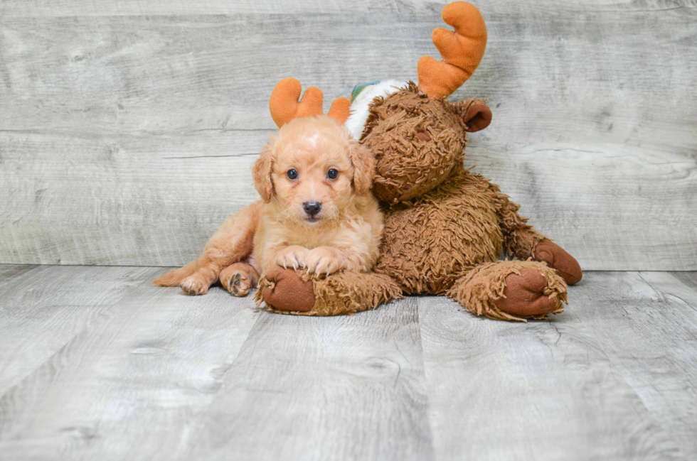 Cute Mixed Breed Mix Pup