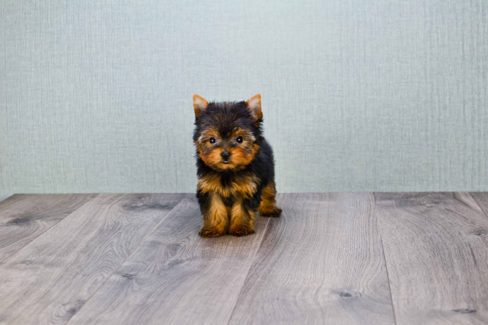 Meet Heidi - our Yorkshire Terrier Puppy Photo 