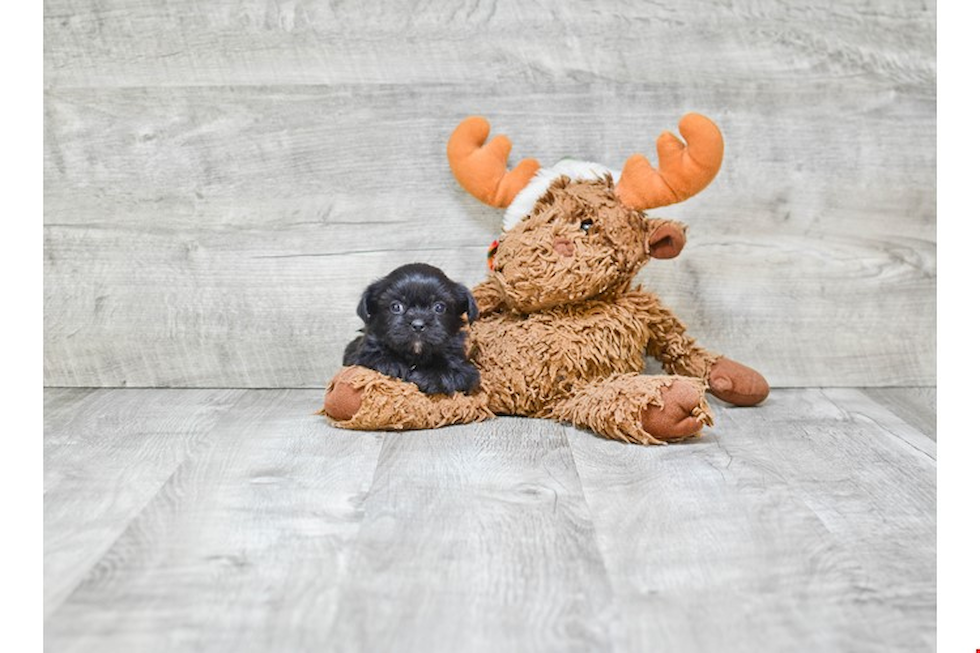 Smart Shorkie Designer Pup