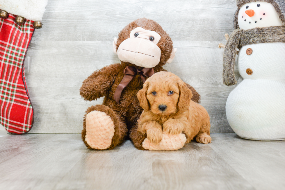 Hypoallergenic Golden Retriever Poodle Mix Puppy