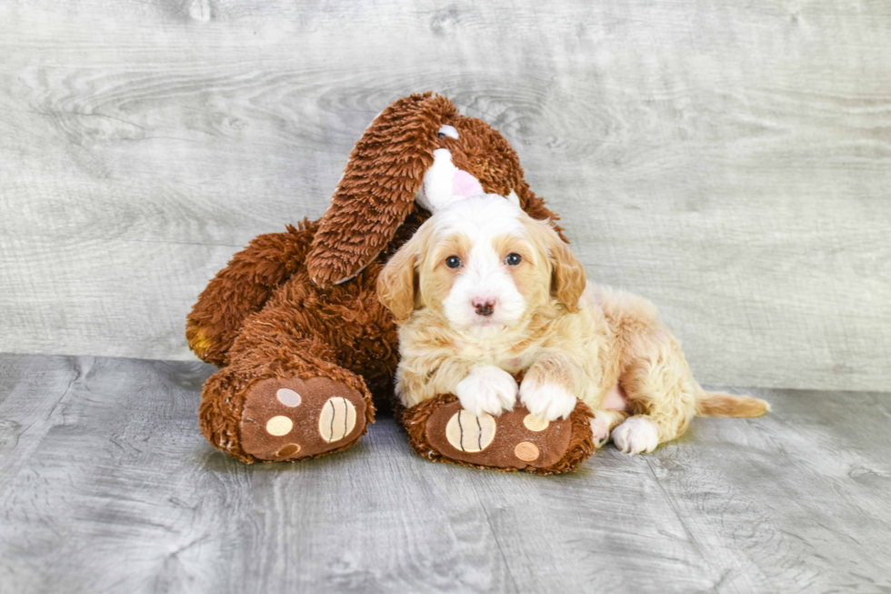 Mini Goldendoodle Puppy for Adoption