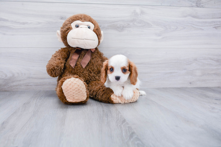 Best Cavalier King Charles Spaniel Baby