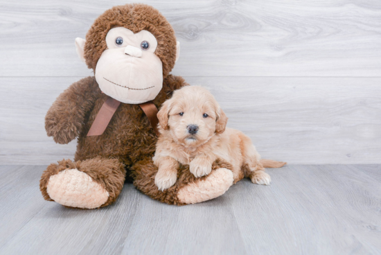 Hypoallergenic Golden Retriever Poodle Mix Puppy