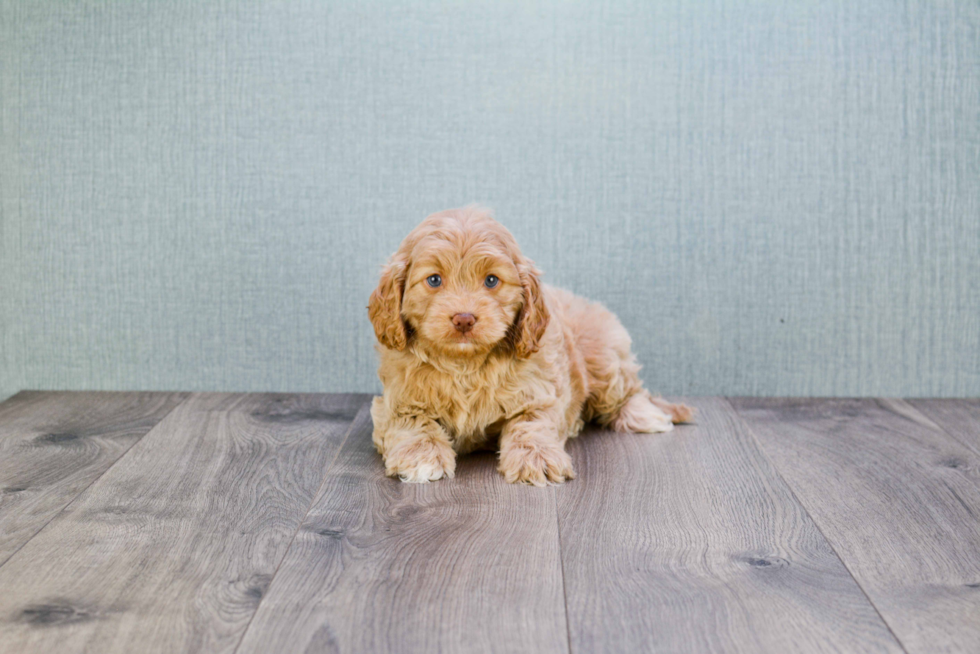 Cavapoo Puppy for Adoption