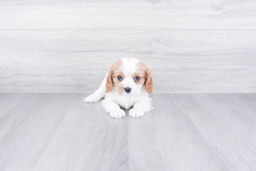 Best Cavalier King Charles Spaniel Baby