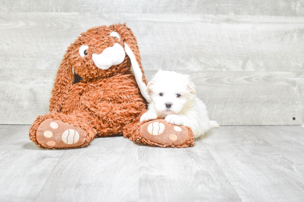 Happy Teddy Bear Baby