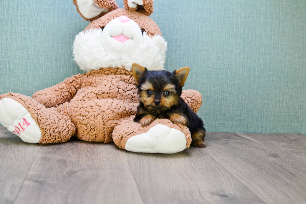 Meet Bam Bam  - our Yorkshire Terrier Puppy Photo 